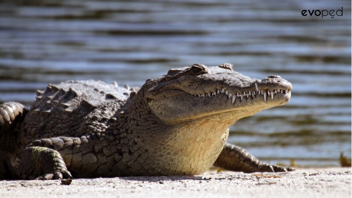 reptil